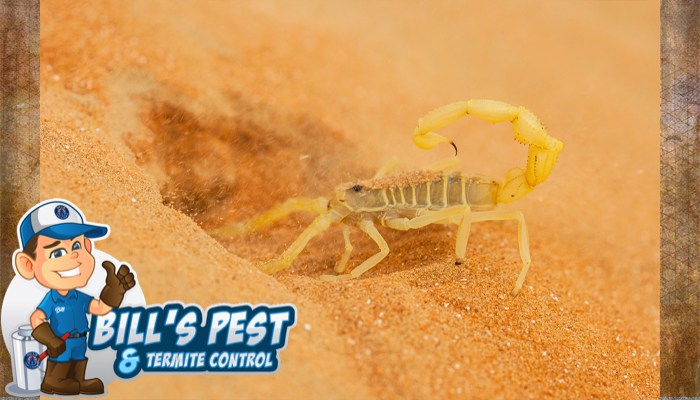 How to Kill Scorpions- Proven Strategies by Bill's Pest Termite Control
