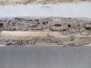 subterranean termites in arizona