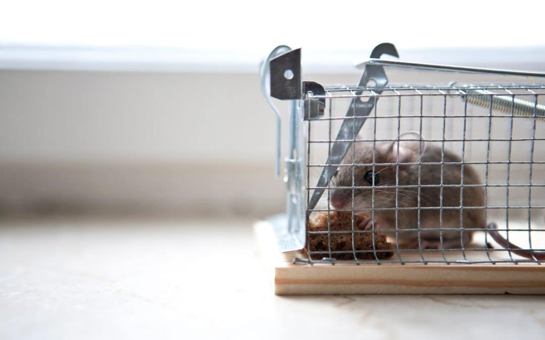 Is Mouse Control in Phoenix Az going bananas?