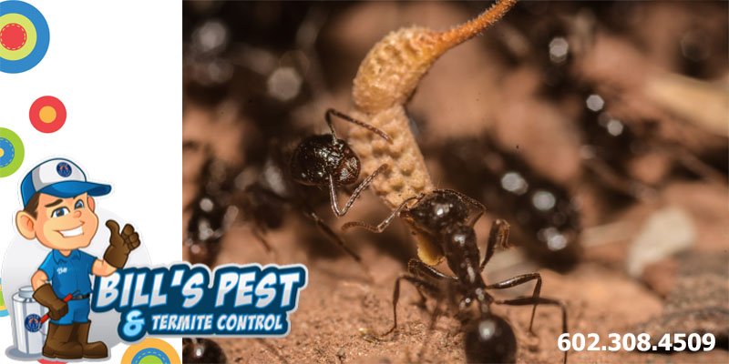Odorous House Ants in Arizona - The Complete Guide