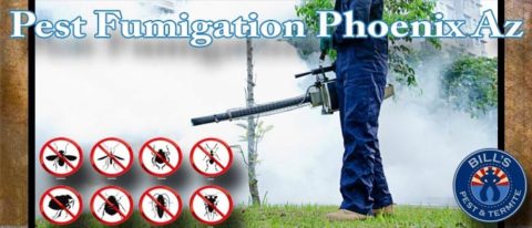 Best Pest Control Fumigation Phoenix AZ