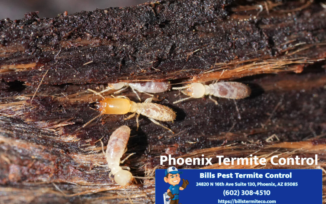 Phoenix Termite Control Guide