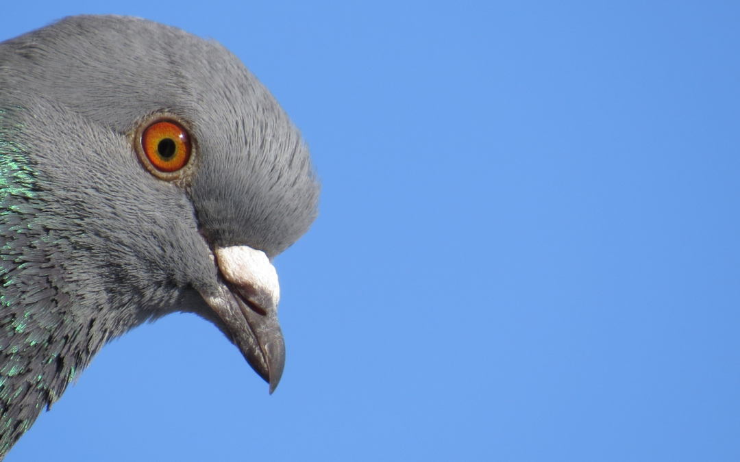 How to Keep Pigeons Off Your Property