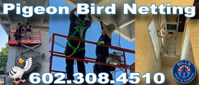Pigeon Bird Netting Phoenix Az
