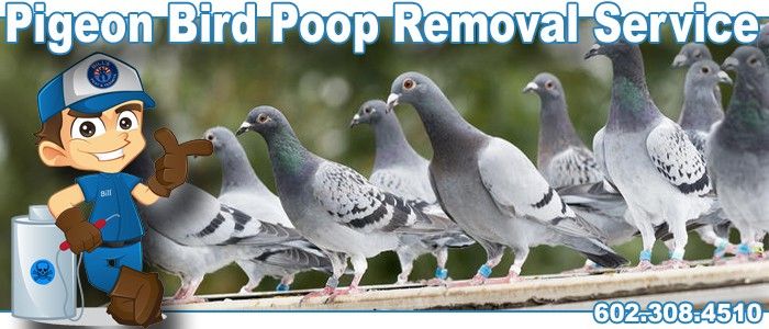 Professional Pigeon Clean Up Services | Pigeon Poop Removal