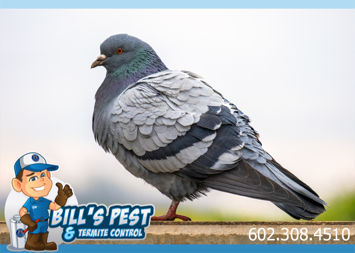 Affordable Pigeon Removal Tucson AZ - Expert Bird Control Tucson Az Services