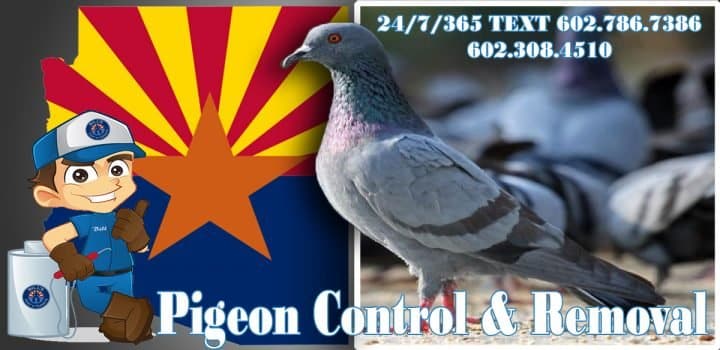 Arizona Pigeon Exterminator Services (602) 308-4510