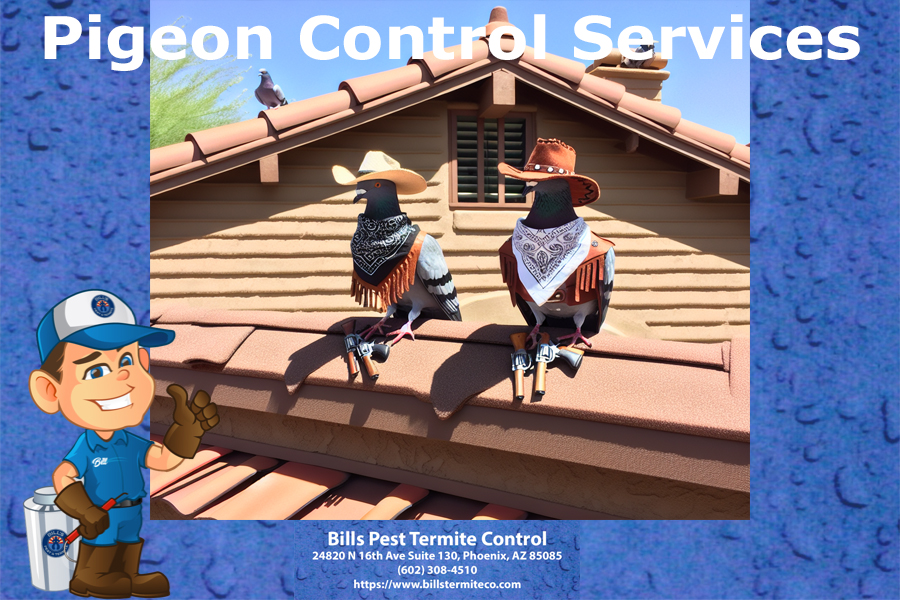 Best Pigeon Control Services in Phoenix Arizona