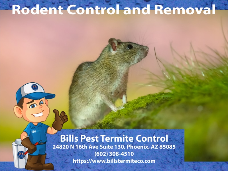 Rodent Control Desert Hills Az Bills Pest Termite Control