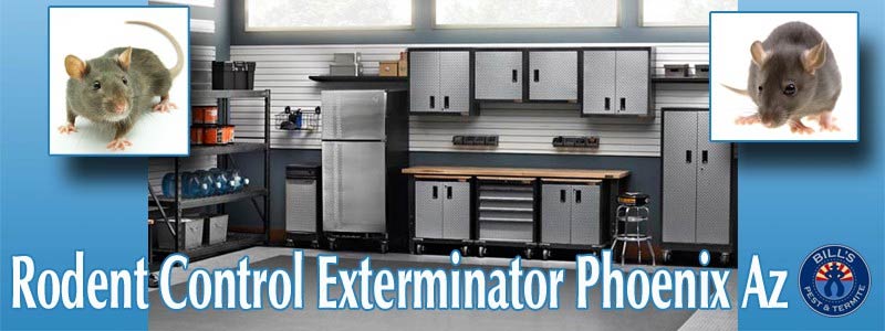 Best Rodent Control Phoenix Az | Rat Exterminator Phoenix Az