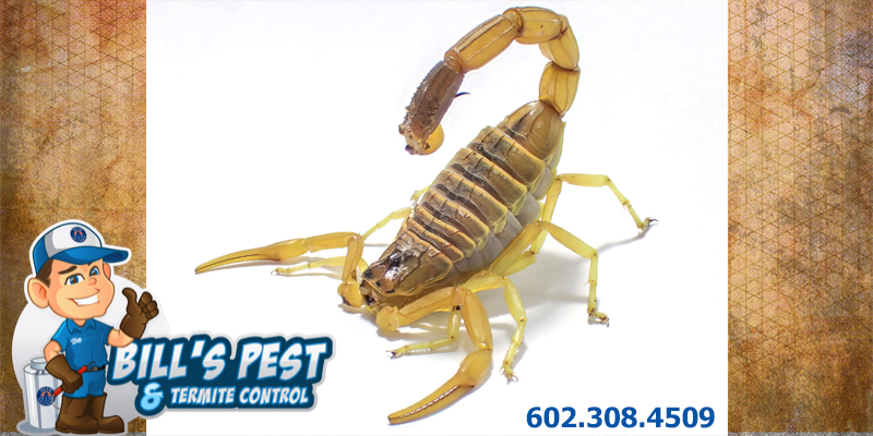 Scorpion Repellents: Busting Myths and Offering Solutions