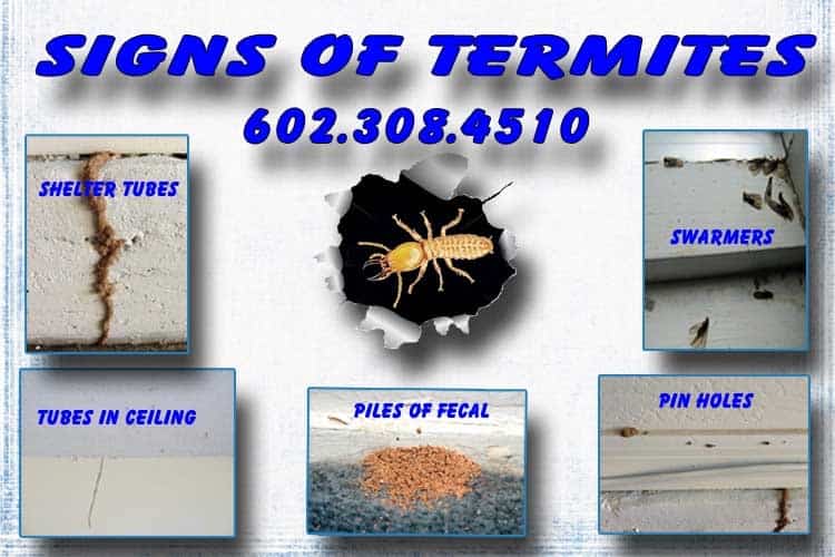 7 Signs of Termites in Arizona