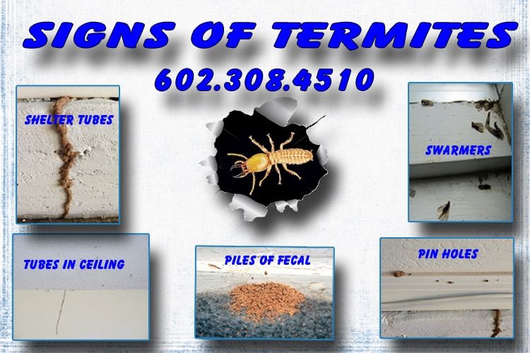 Learn the Signs of a Phoenix Termite Infestation