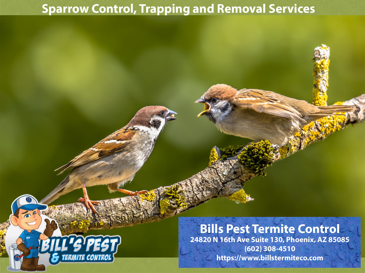 Sparrow Control, Trapping and Removal Services