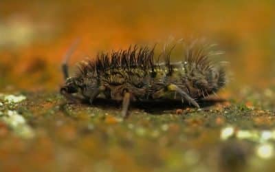 Springtail Pest Control Phoenix Az | Springtail Exterminator