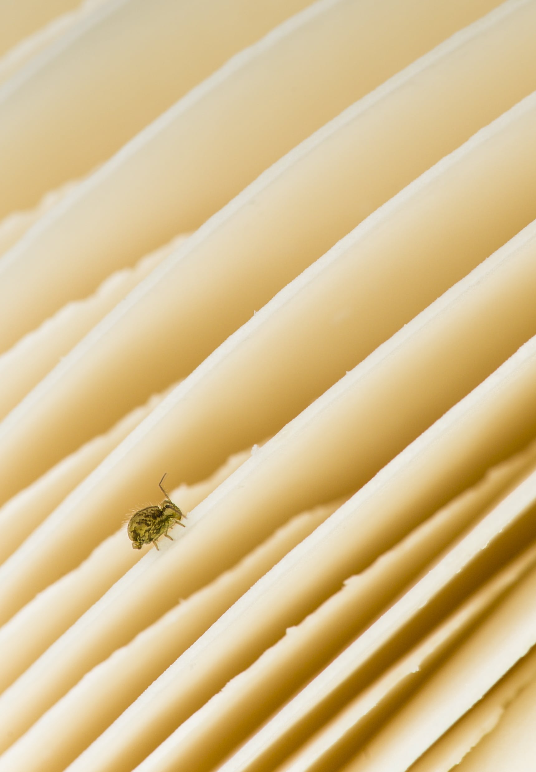 Springtail Exterminator in Phoenix Az