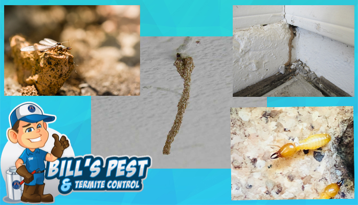 Why You Need Termite Control or Termite Treatment Services When You Discover Termites