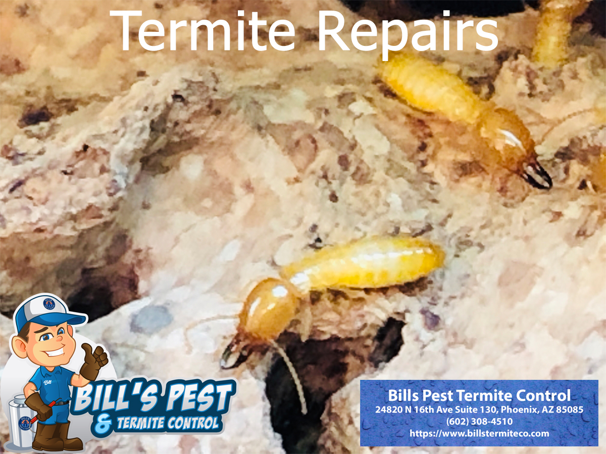 Termite Repairs in Arizona | Bills Pest Termite Control