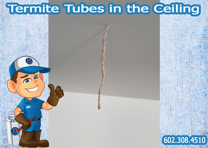 Termite Tubes in the Ceiling