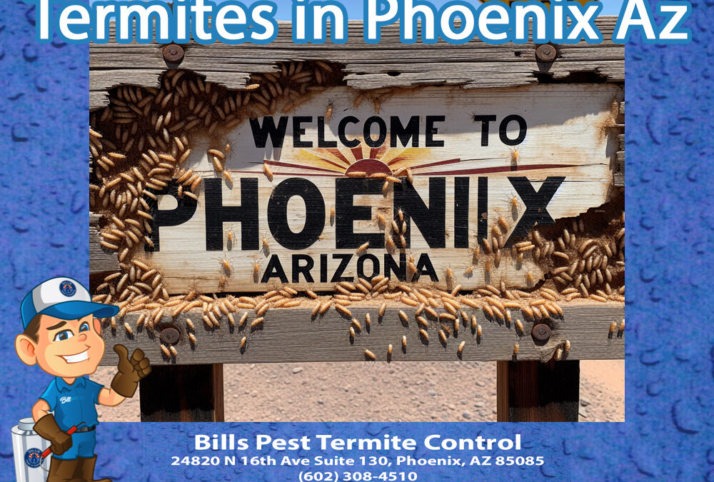 Termites in Phoenix Az