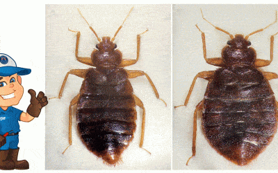 Tropical Bed Bugs : A New Pest Discovered in Phoenix, AZ