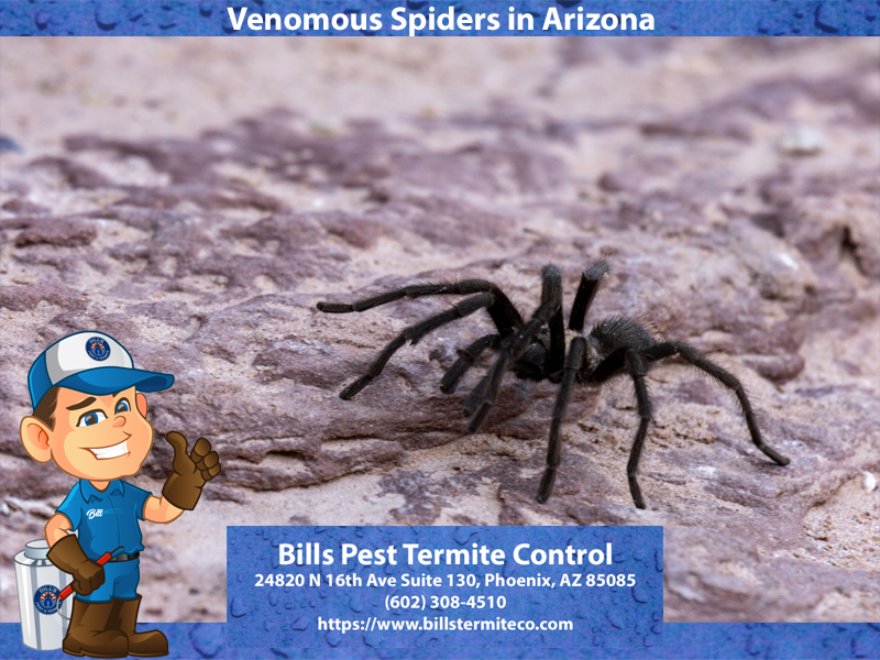 Venomous Spiders in Arizona