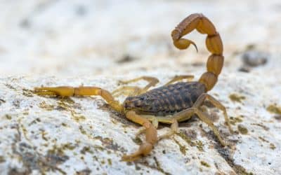 What Arizona Homeowners should know about Scorpion Control