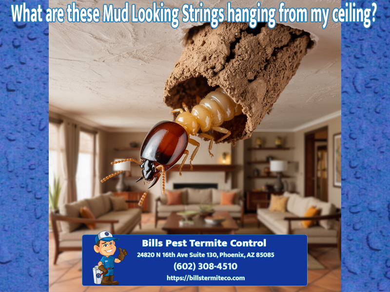 What are these mud looking strings hanging from my ceiling?