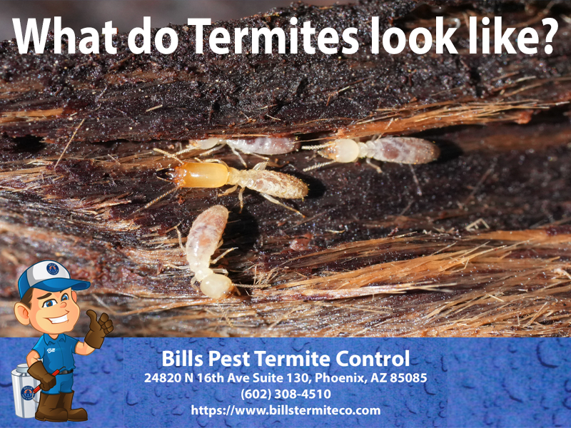 Learn what Phoenix Termites look like