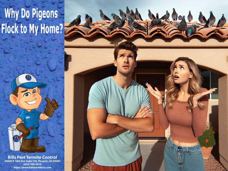 Why Do Pigeons Flock to My Home?