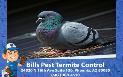 Why Do Pigeons Nest under Solar Panels?