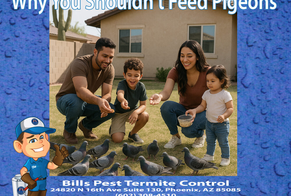 Why You Shouldn’t Feed Pigeons