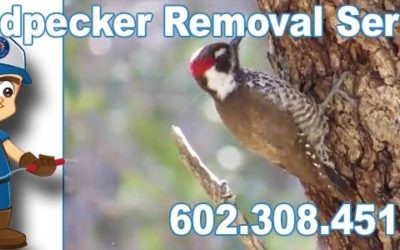 Woodpecker Removal Services Phoenix Az