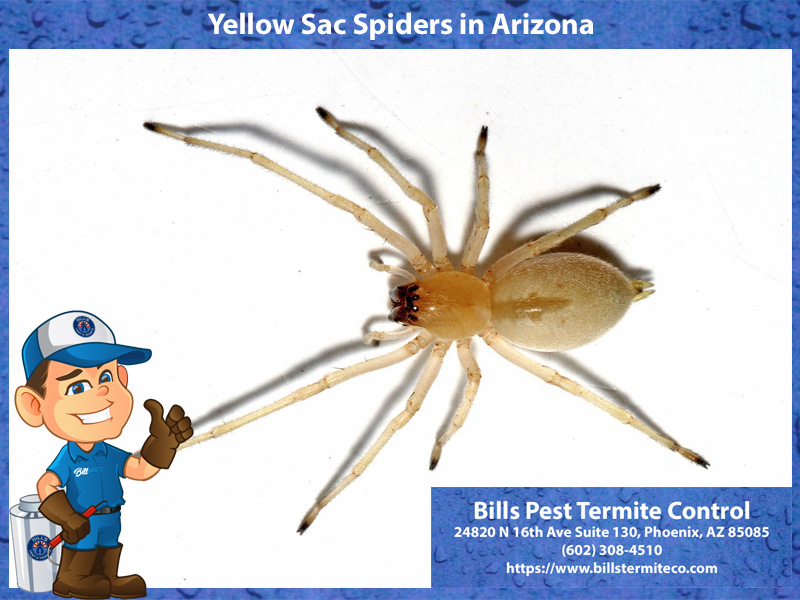 Yellow Sac Spiders in Arizona