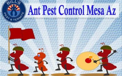 Best Ant Control Mesa Az | Mesa Ant Exterminator