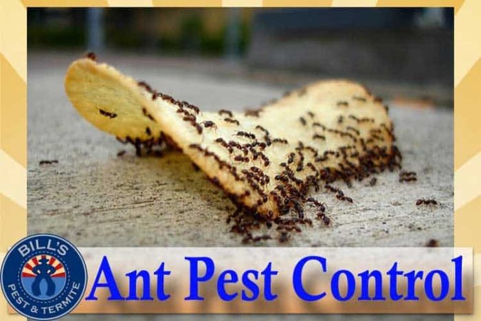 Best Ant Exterminator Near Me - Pest Control for Ants