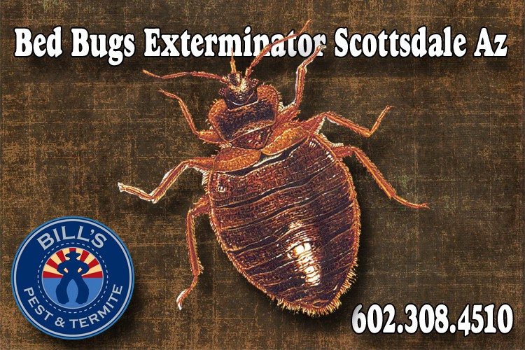 Best Scottsdale Bed Bug Exterminator - Bed Bug Treatment Scottsdale Az