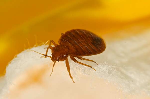 Expert Bed Bug Control New River AZ Service - 602.308.4510
