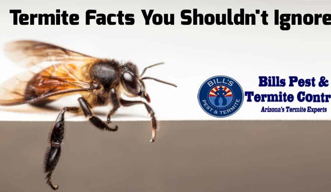 Termite Facts You Shouldn’t Ignore
