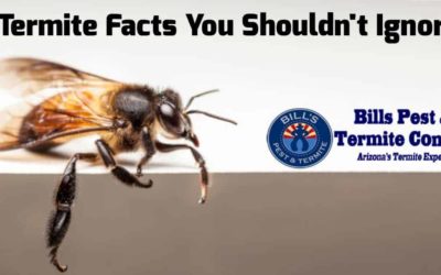 Termite Facts You Shouldn’t Ignore