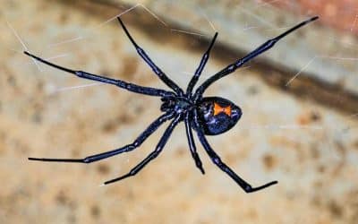 Best Black Widows Spider Exterminator Phoenix, AZ