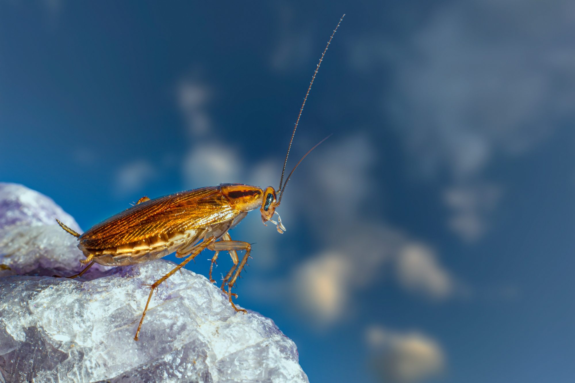Roaches are common winter pests that thrive indoors
