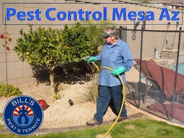 Best Pest Control Mesa AZ Services
