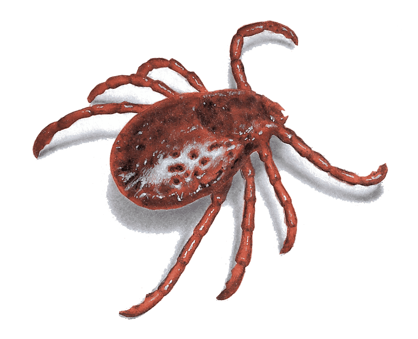 Tick Pest Control Phoenix AZ