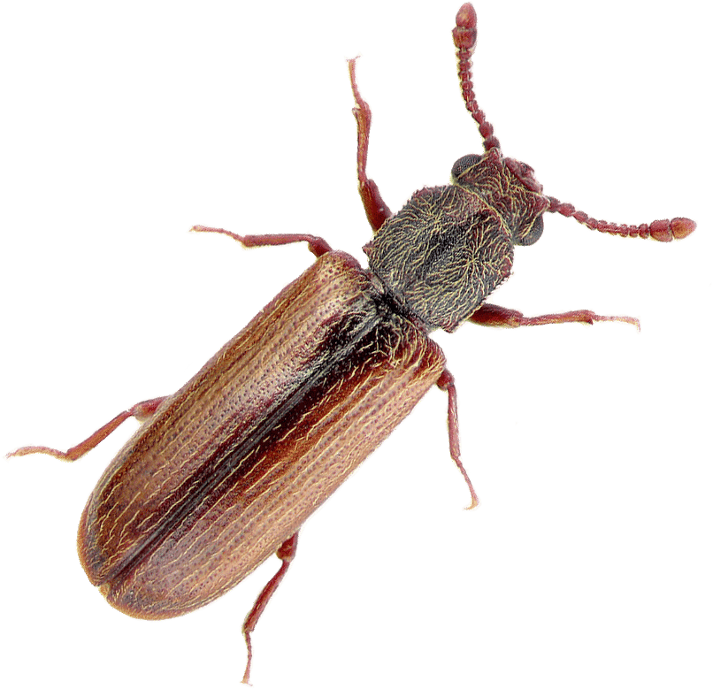 Expert Powder Post Beetle Extermination