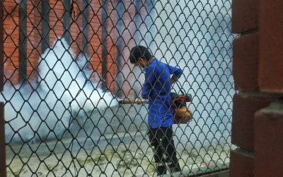 Who is Responsible for Pest Control When Renting?