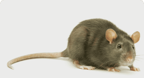 Rodent Control