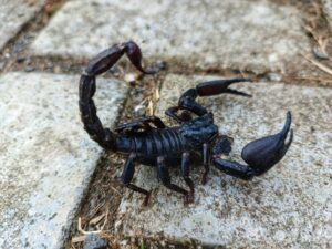 black scorpion