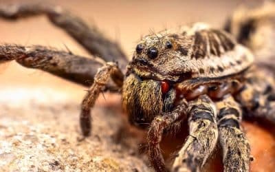 Best Spider Control in Phoenix AZ