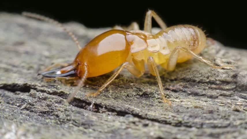 What months are termites most active in Arizona?